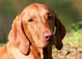 dog-1190024_1920