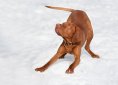 dog-1194082_1920