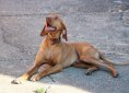 dog-2414355_1920