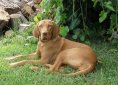 hungarian-vizsla-2116408_1920