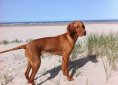 vizsla-2111757_1920