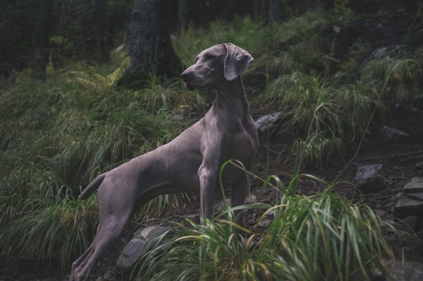 animal-1869442_1920