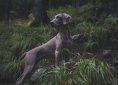 animal-1869442_1920