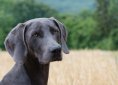 dog-1587085_1920