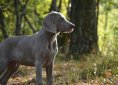 puppy-672229_1920
