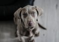 weimaraner-1381186_1920