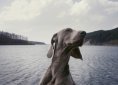 weimaraner-2600694_1920