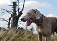 weimaraner-2793783_1280