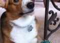 dog-14844_640