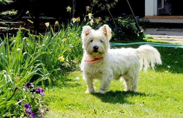 dog-1261277_1920