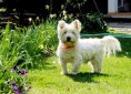 dog-1261277_1920