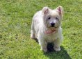 dog-1261278_1920