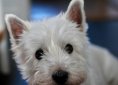 dog-2695120_1920