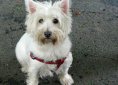 west-highland-white-terrier-76286_1920