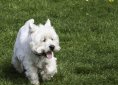 west-highland-white-terrier-901669_1920