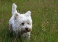 westie-164080_1280