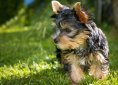 dog-1545090_1920