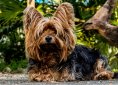 dog-216282_1920