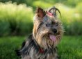 terrier-410298_1920