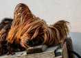 yorkshire-terrier-320827_1920