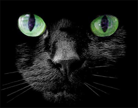 Black cat