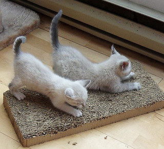Cats scratching