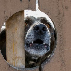 dog barking