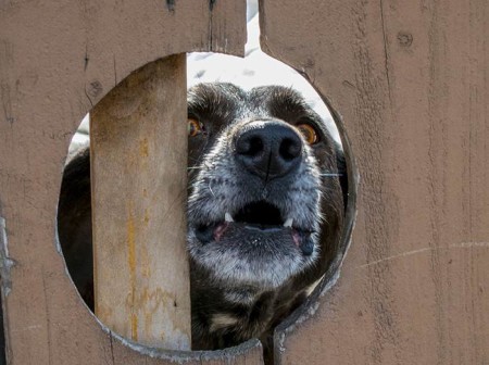 dog barking