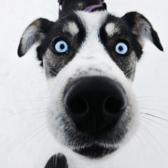 Dog with blue eyes