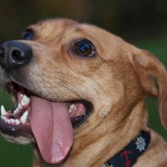 dogs mouth