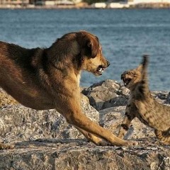 dogs with cats