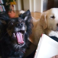 dogs at home