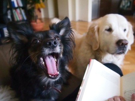dogs at home