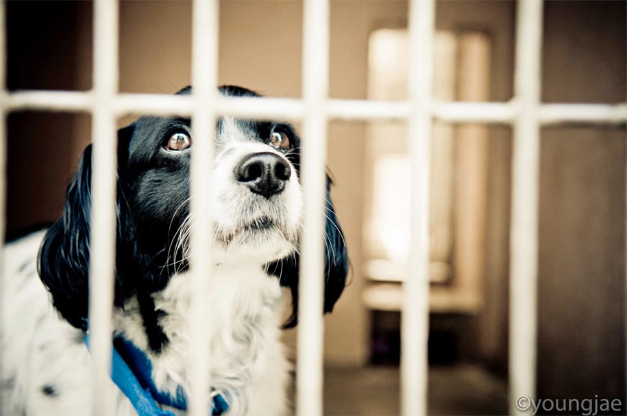 Rescue Dog