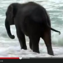 baby elephant