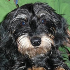 Miniature Dachshund