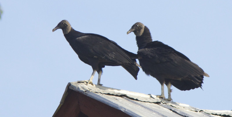 black vultures birds