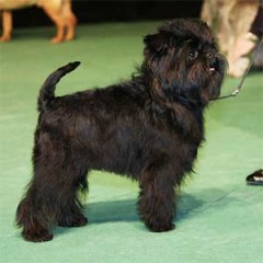 Affenpinscher