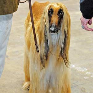 Afghan Hound
