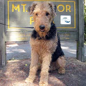 Airedale Terrier