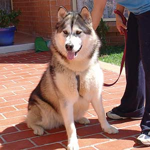 Alaskan Malamute