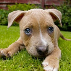 Cute puppy