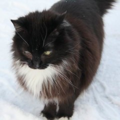 Norwegian Forest Cat Mix