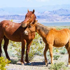 Horses valentines day