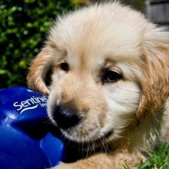 cute puppy