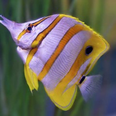 salt water fish