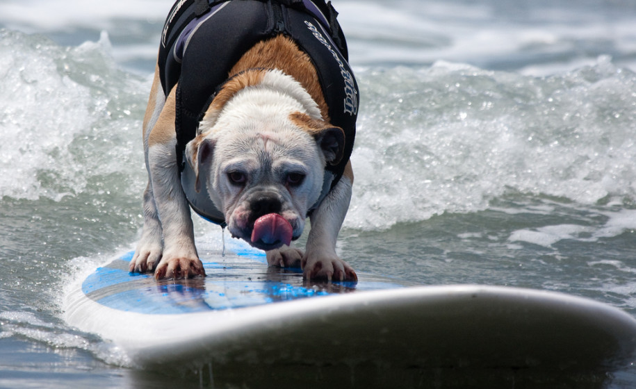 Dog surfing