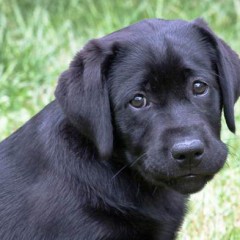 black labrador retriever