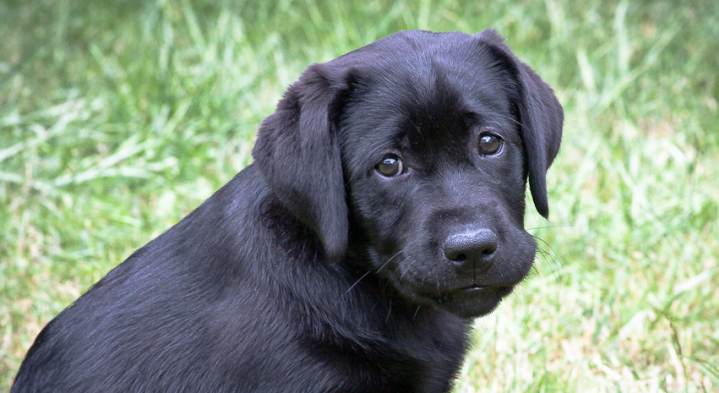 black labrador retriever