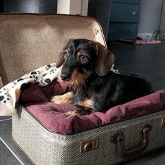dog in a suitcase